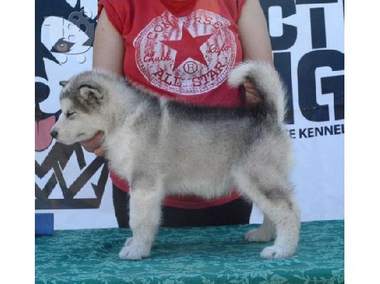 Κουτάβια Malamute της Αλάσκας